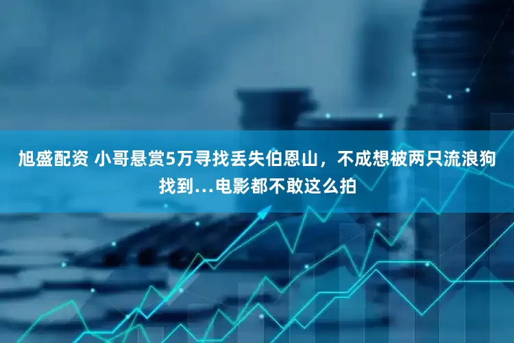 旭盛配资 小哥悬赏5万寻找丢失伯恩山，不成想被两只流浪狗找到…电影都不敢这么拍